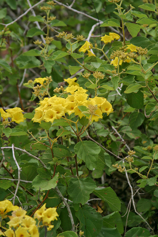 Muyuyu Bush with Flowers (3272L)