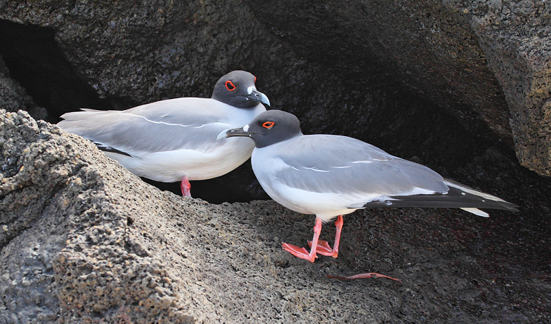 Swallow-tailed Gull (6601)