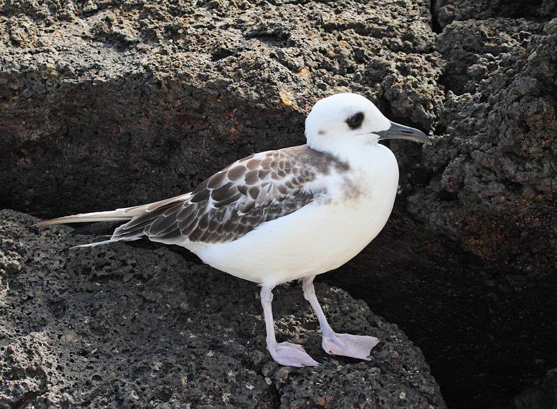 Swallow-tailed Gull juvenile (6604)