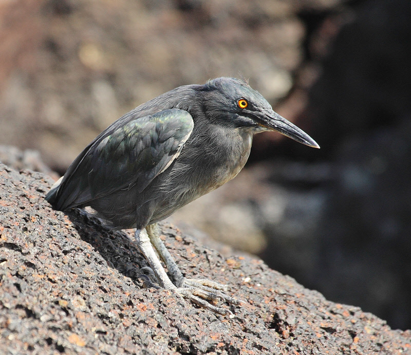 Lava Heron portrait (6630)