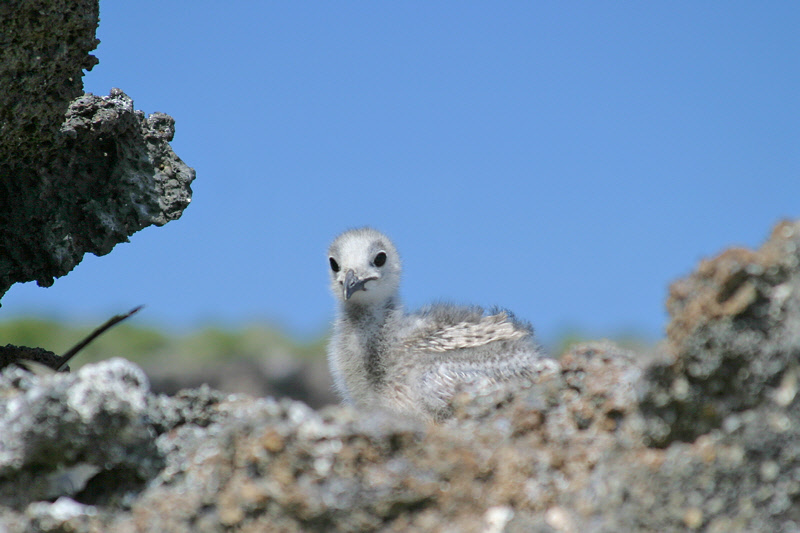 Booby Chick (3285L)