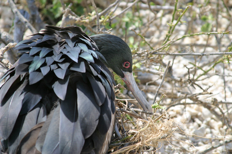 Frigatebird Tending Nest (3286L)