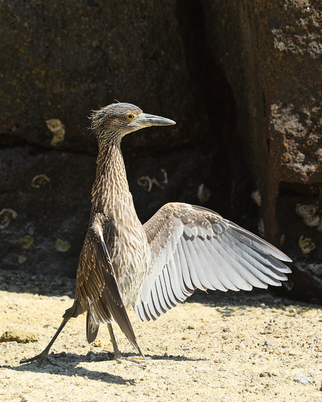 Lava Heron juvenile with spread wings (6668)