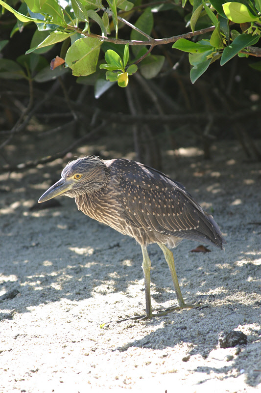 Striated Heron (3296L)