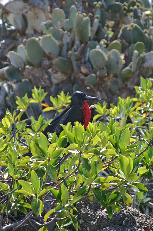 Great Frigatebird Male in Bush (3304L)