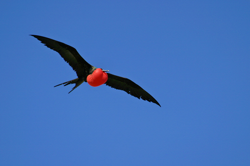 Great Frigatebird Male Flying Overhead (3328L)