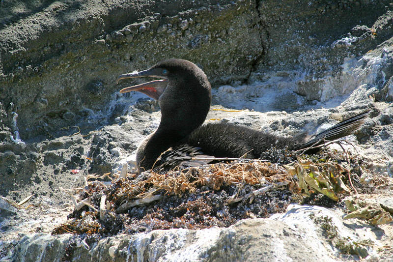 Flightless Cormorant on Nest (3420L)