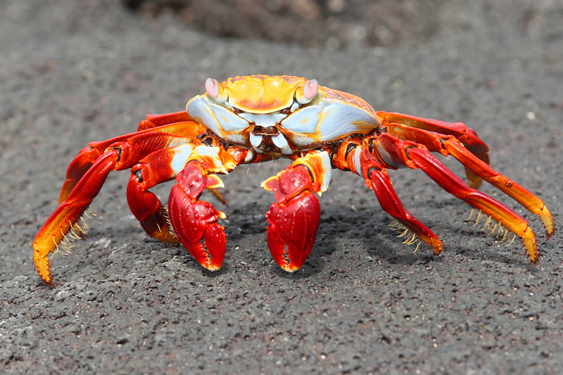 Sally Lightfoot Crab on Fernandina (6954)