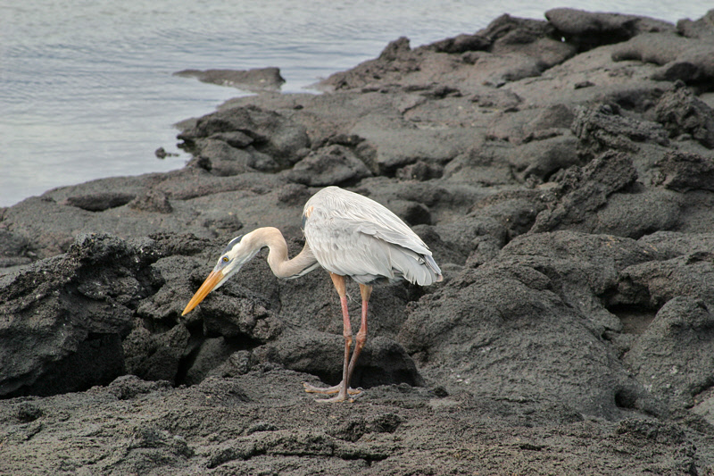 Great Blue Heron (3422L)