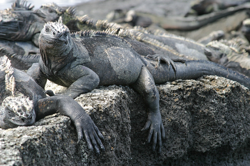 Marine Iguanas on Punta Espinosa (3426L)