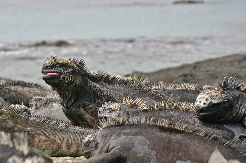 Marine Iguanas on Punta Espinosa (3428L)