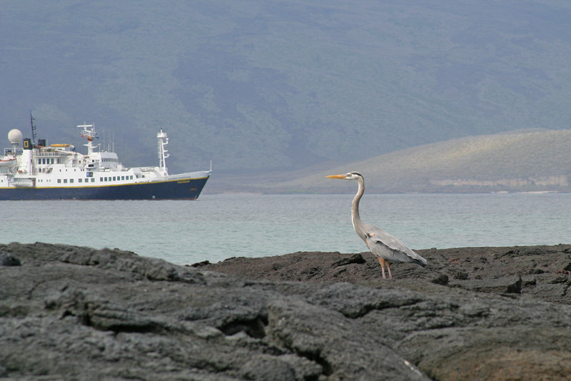 Blue Heron with NG Boat Behind (3430L)