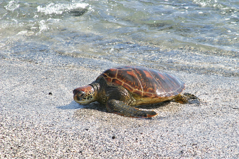 Green Sea Turtle (3491L)