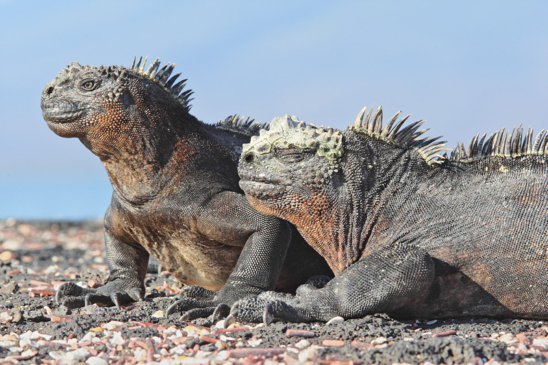 Iguanas in the Galapagos