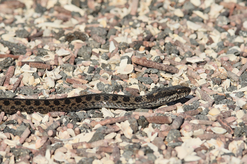 Galapagos Land Snake (7259)