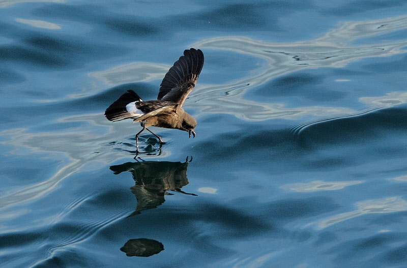 Elliot's Storm Petrel (7323)