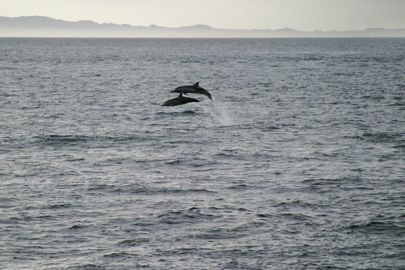 Dolphins Jumping (3517L)