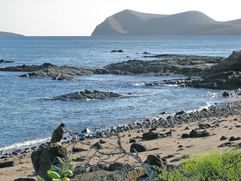 James Bay Landscape with Hawk (0792L)