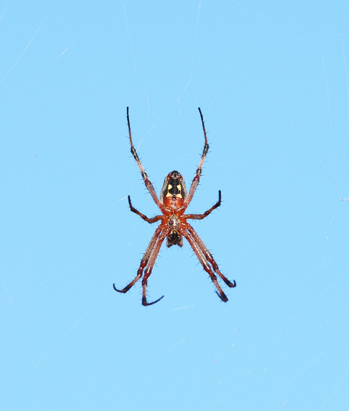 Spider (7364)