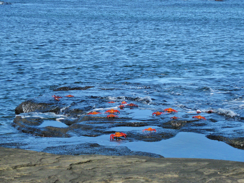 Sally Lightfoot Crabs on James Bay (0801L)