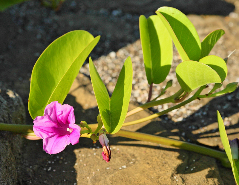 Plants and Flowers in the Galapagos