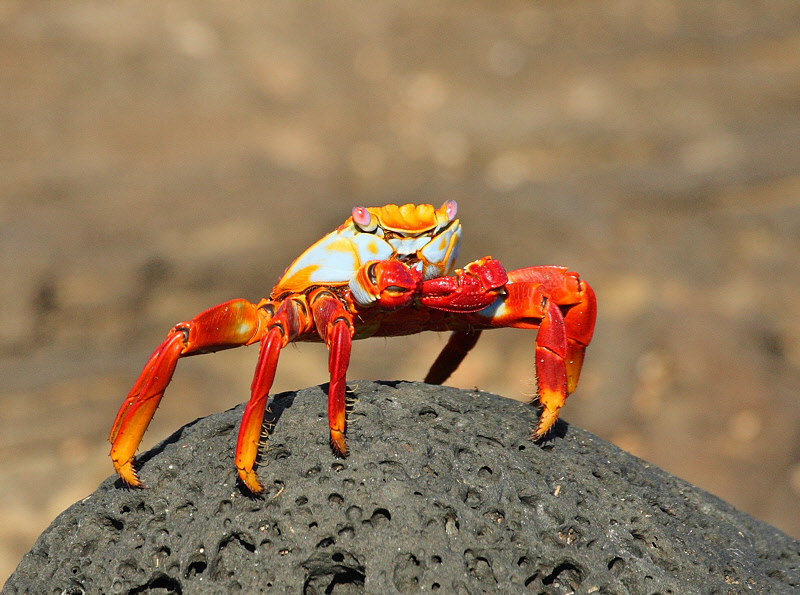 Sally Lightfoot Crab (7504)
