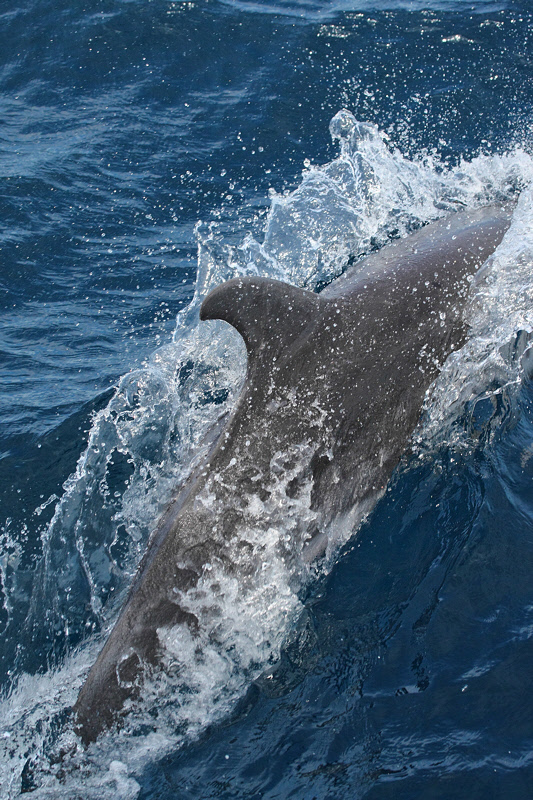 Dolphins on the trip to Seymour (8031)