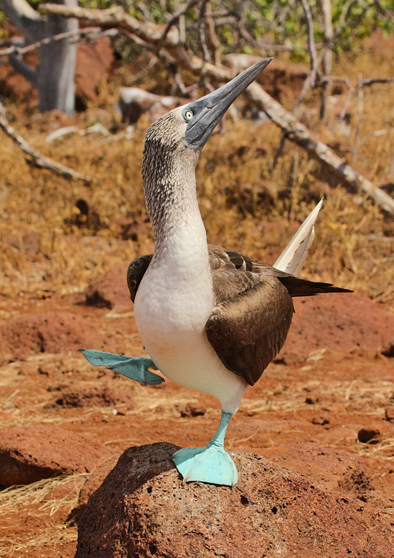 Blue-footed Booby (8149)