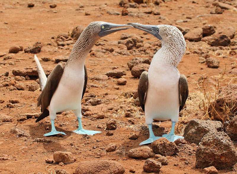 Blue-footed Boobies (8162)