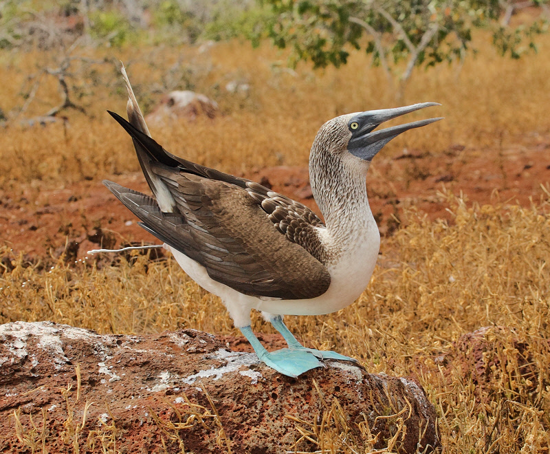 Blue-footed Booby (8201)