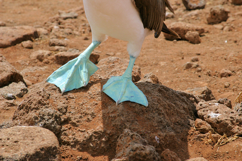 Blue-footed Booby Feet (3589L)