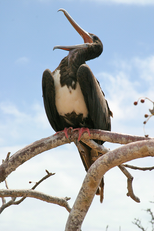 Magnificent Frigatebird Yawning (3591L)