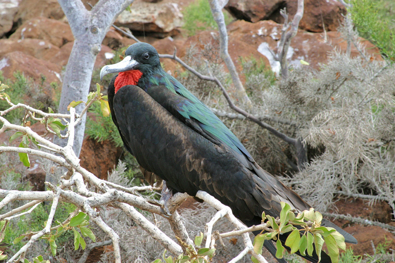 Great Frigatebird Male (3594L)