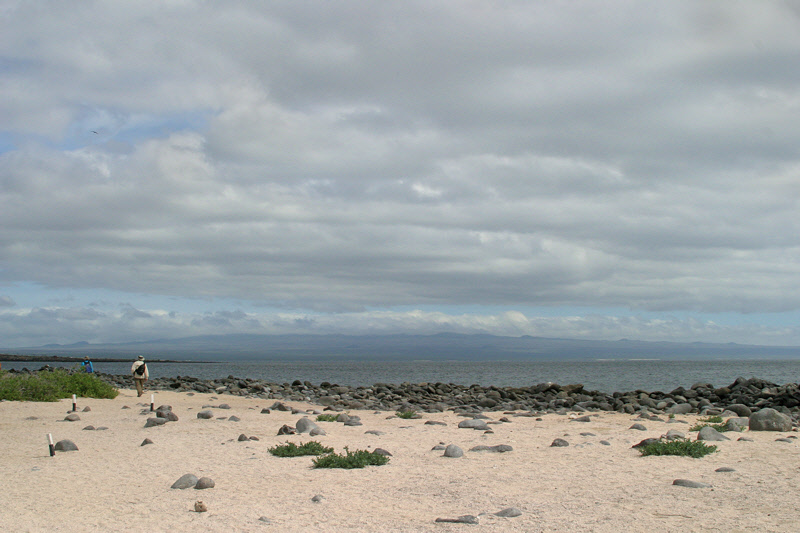 North Seymour Beach Landscape (3604L)