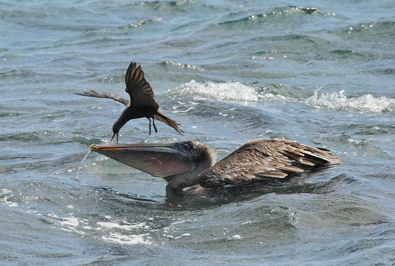 Brown Pelican and Brown Noddy (8329)