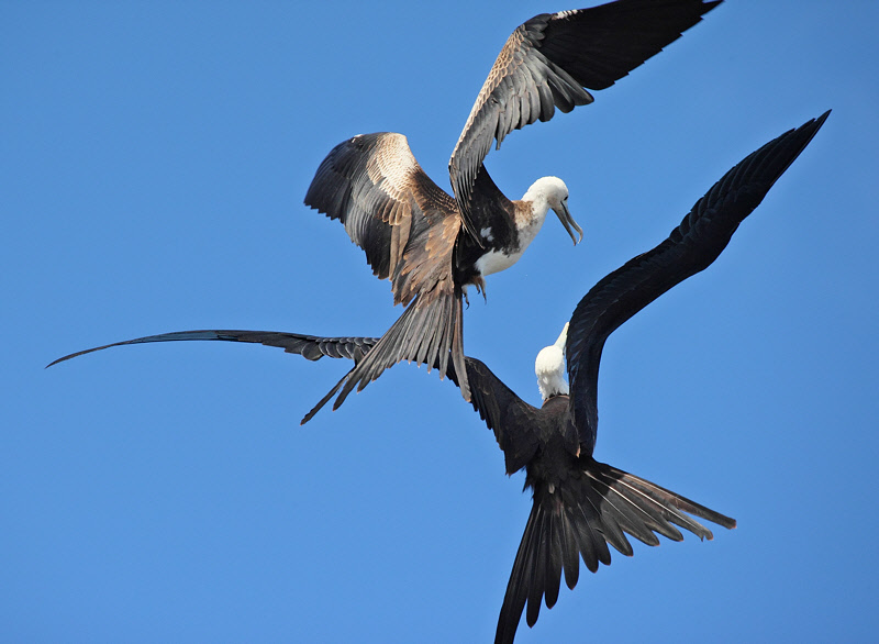 Magnificent Frigatebirds Fighting (8443)