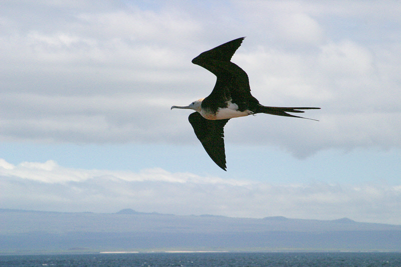 Frigatebird Flying (3607L)