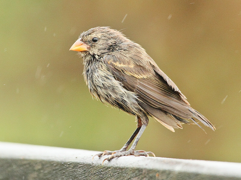 Darwin's Finch (8524)