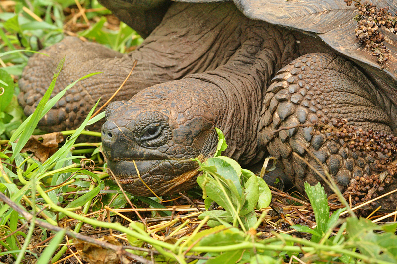 Tortoise on Santa Cruz (8585)
