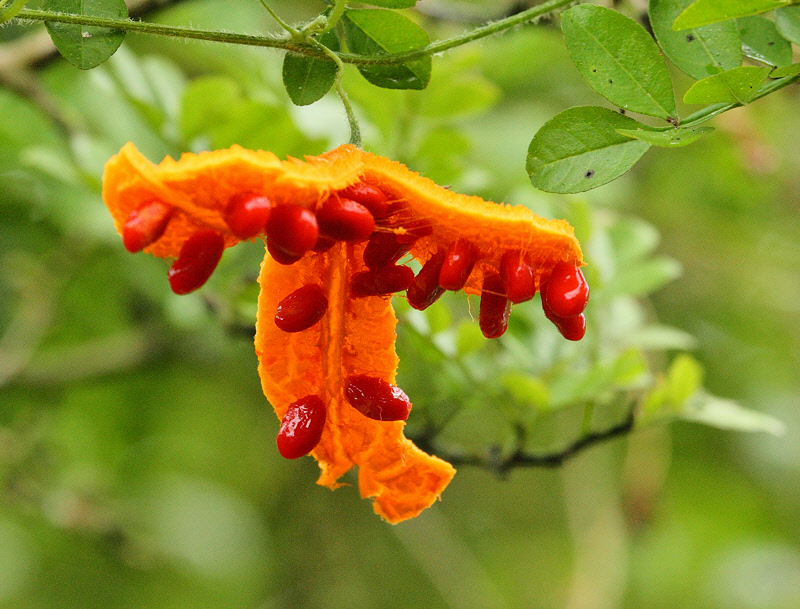 Momordica charantia fruit (8618)