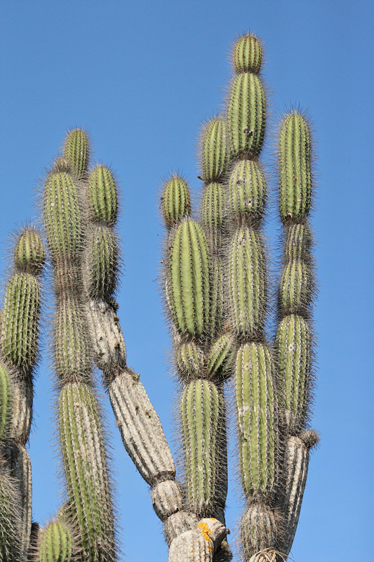 Candelabra Cactus (8629)