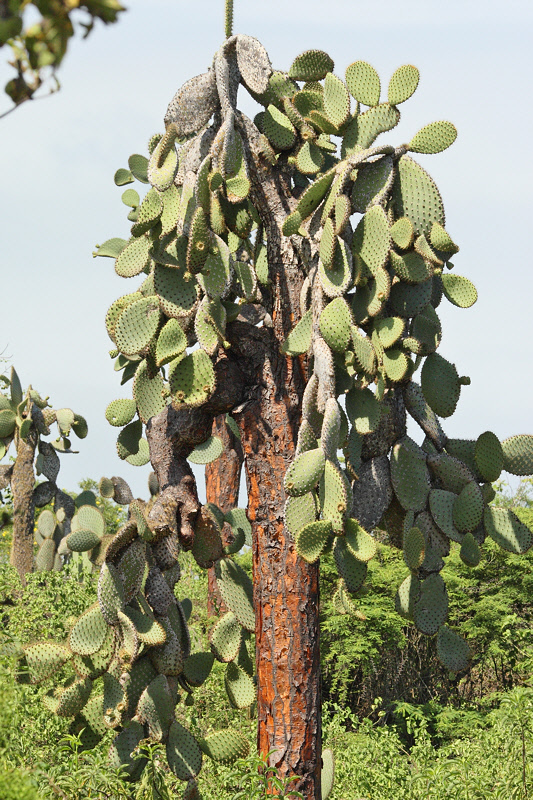 Giant Prickly Pear Cactus (8632)