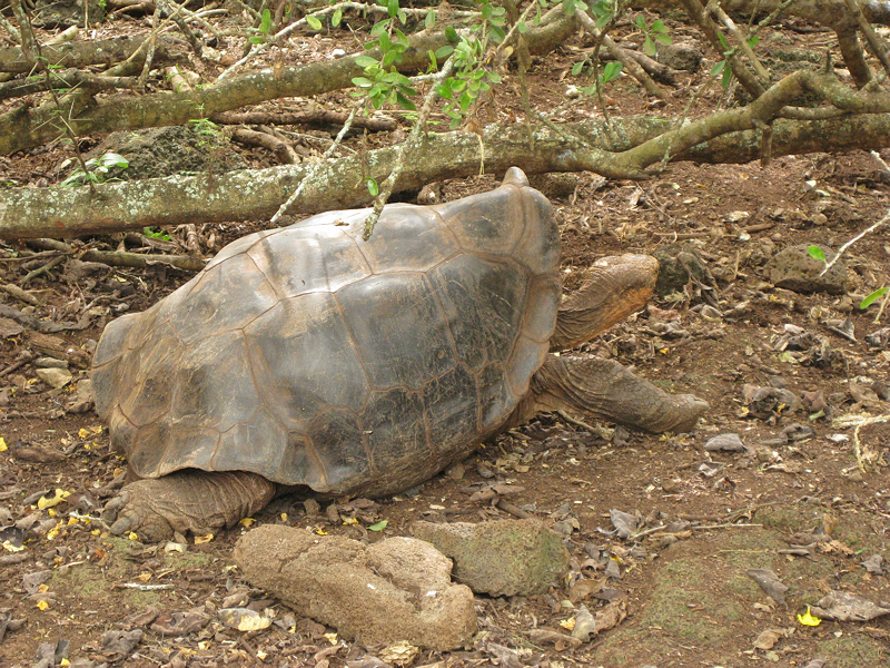 Saddleback Tortoise (0823L)