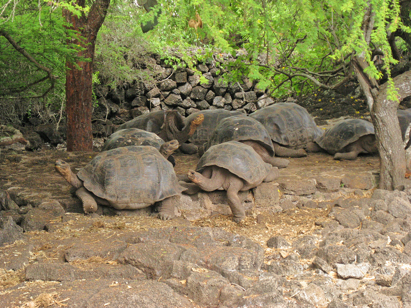 Tortoises at the Darwin Resarch Station (0824L)