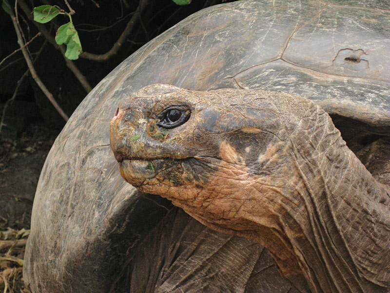 Tortoise Portrait (0828L)