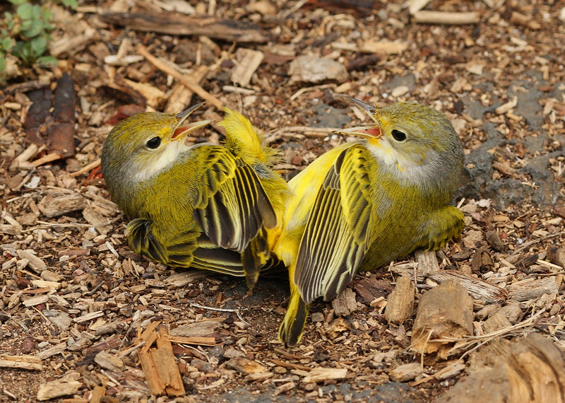 Yellow Warblers Fighting (8724)