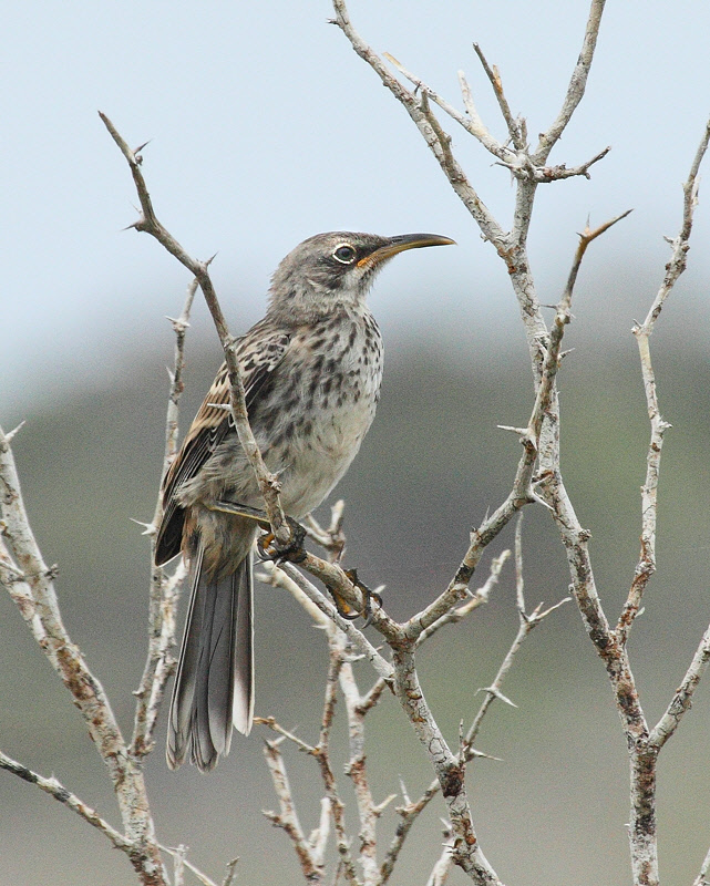 Galapagos Mockingbird (8841)