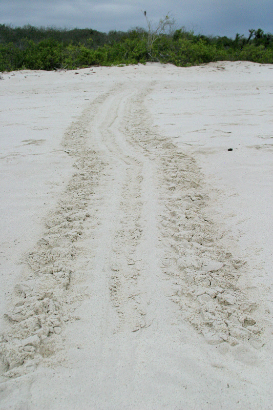 Sea Turtle Tracks (3661L)