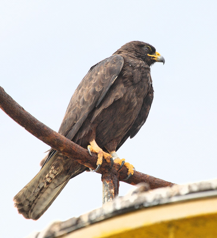 Galapagos Hawk (8948)