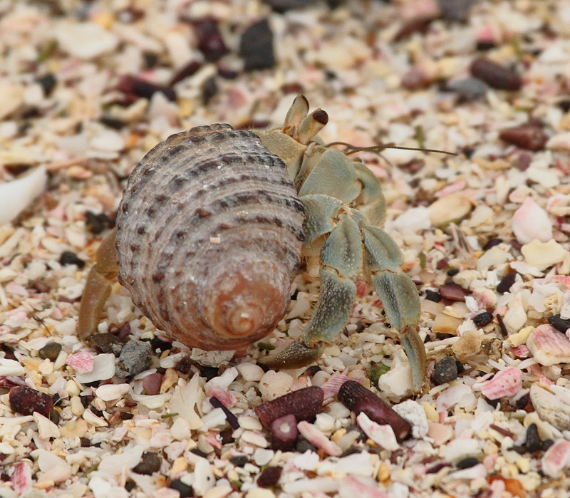 Hermit Crab (8952)